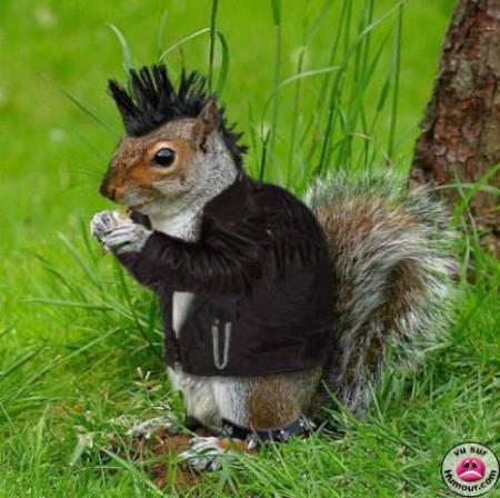punk ecureuil